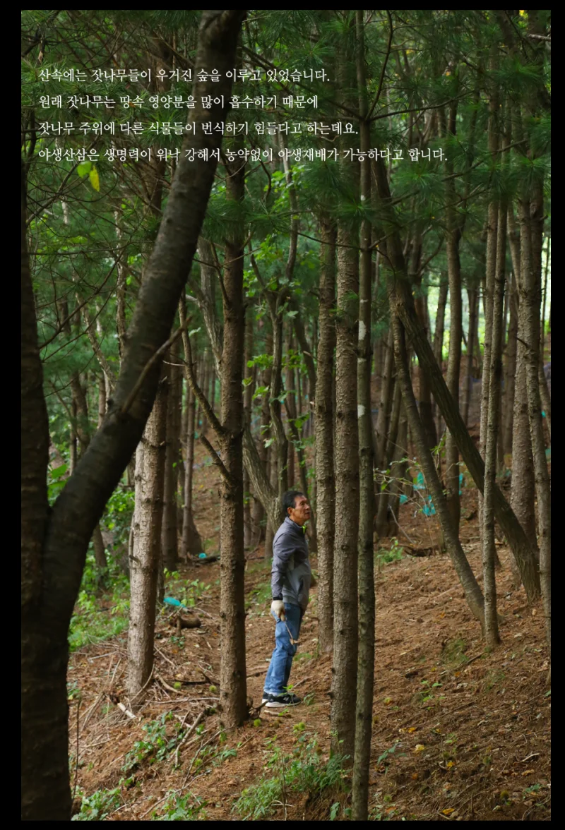 김극식 농장주 — 세영야생산삼 농장 잣나무 숲