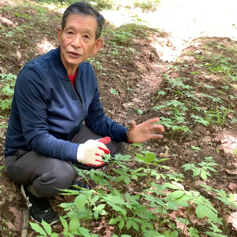 김극식 농장주 야생산삼밭