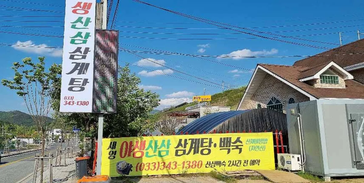 세영 야생산삼 삼계탕 식당