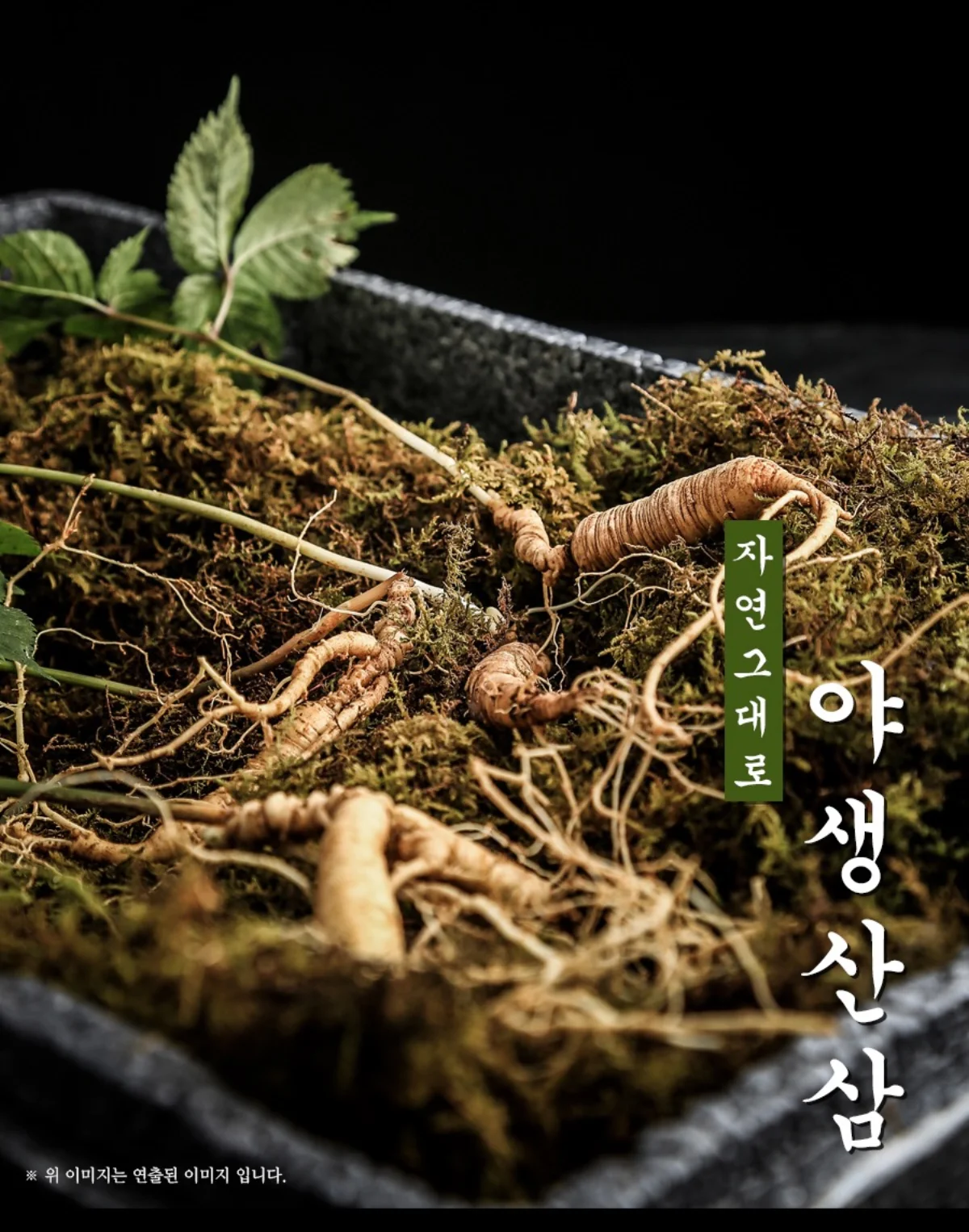 자연 그대로 야생산삼