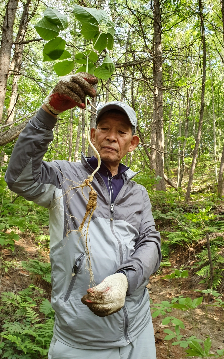김극식 농장주 — 야생산삼 채취