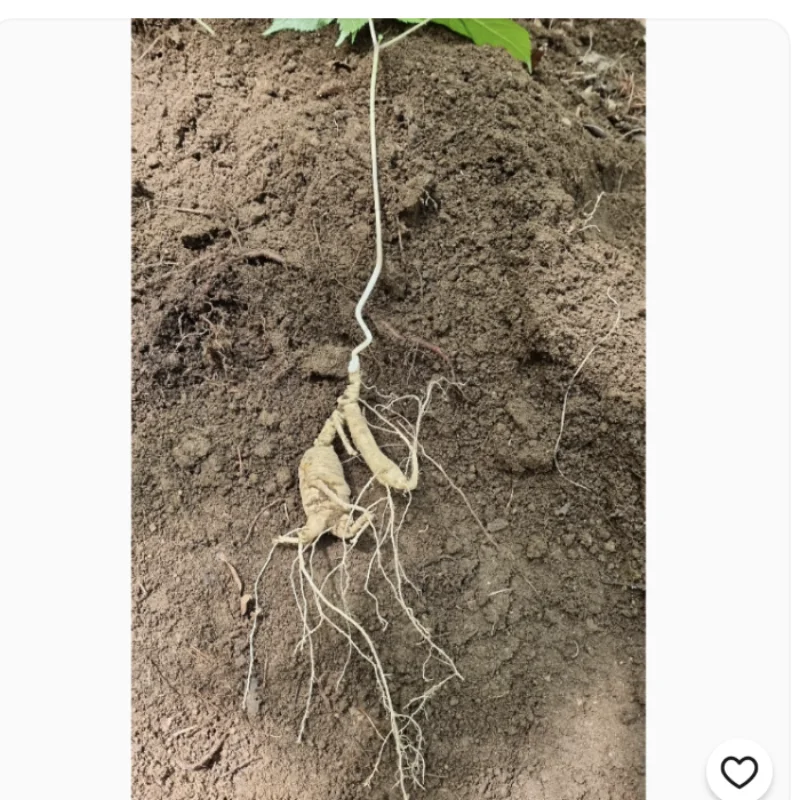 야생산삼 1뿌리 40년~50년생 추정