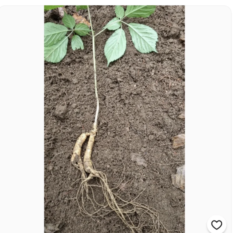 야생산삼 1뿌리 50년생 추정